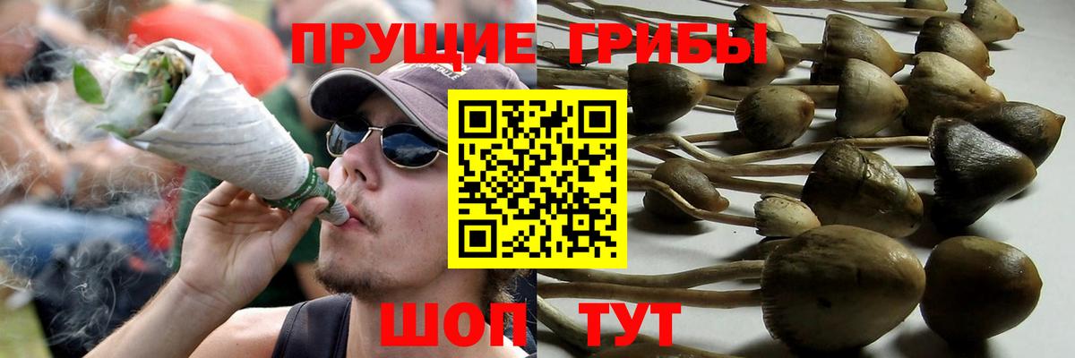 Заводоуковск  Псилоцибиновые грибы прущие грибы  Вход с VPN 
